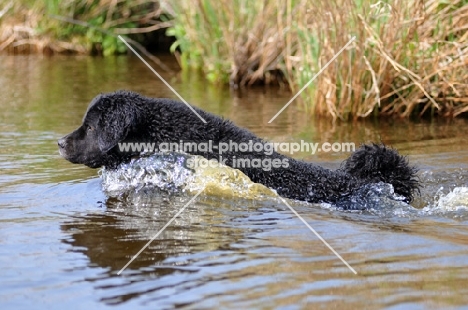 black Wetterhound swimming