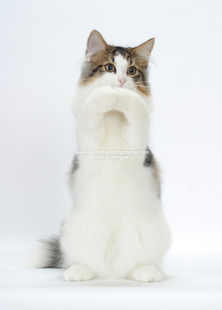 cute Norwegian Forest cat