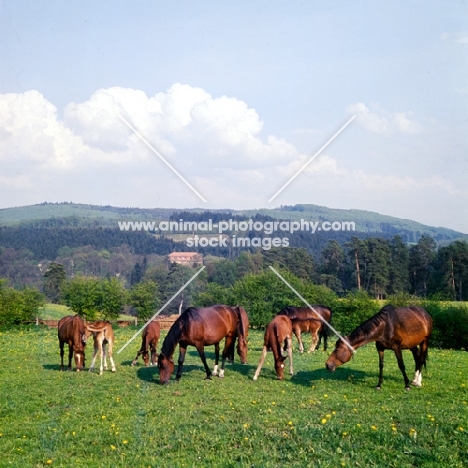 wurttemberger mares and foals grazing at marbach stud, germany