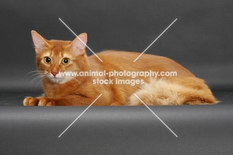 sorrel somali cat