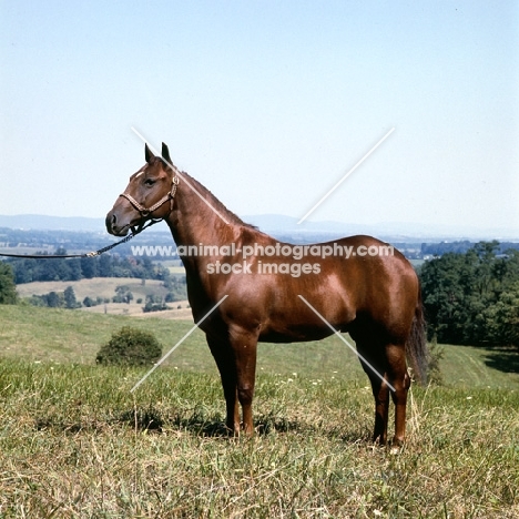 steel creek, quarter horse in usa