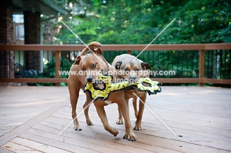 staffordshire terrier mix littermates playing tug with yellow toy