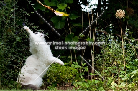 Ragdoll cross Persian playing in garden