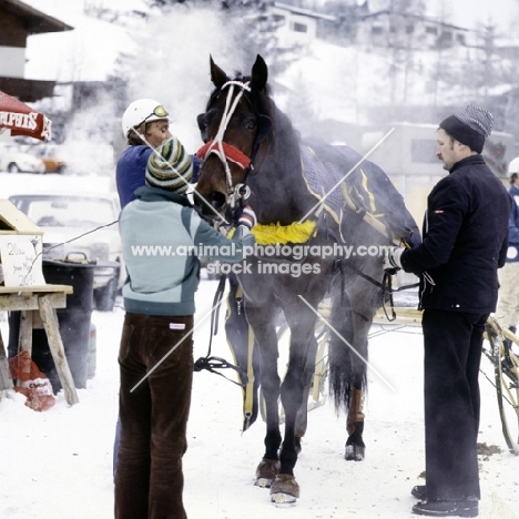 trotter steaming in the cold after trotting race, westerndorf austria