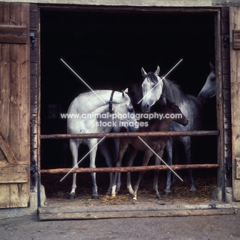 two German Arab mares with foals in their stable at Marbach,