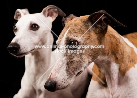 two Whippets, portrait