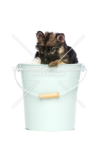 German Shepherd (aka Alsatian) puppy on bucket