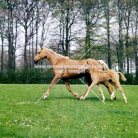 palomino mare and foal trotting in step together