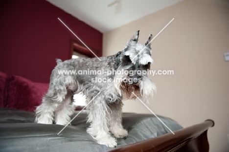 Salt and pepper Miniature Schnauzer on bed