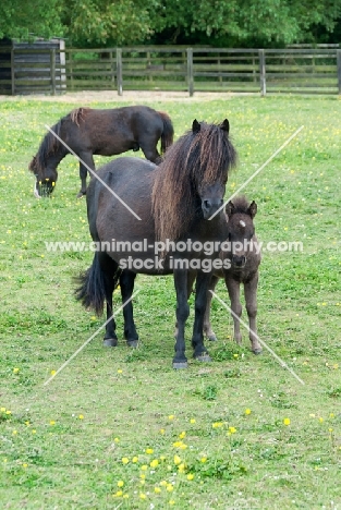 group of falabella horses in green field