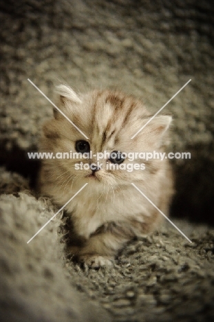 Scottish Fold kitten