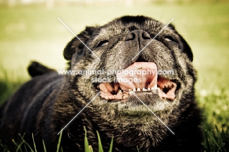 Happy old pug laying on grass