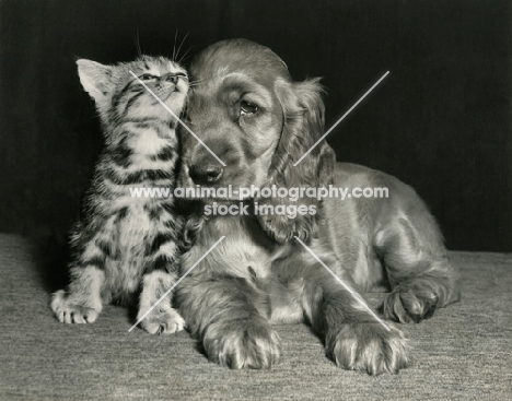 Cocker Spaniel and Kitten cuddling up to each other