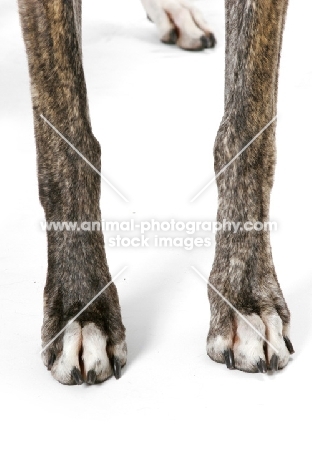 brindle and white Greyhound, legs
