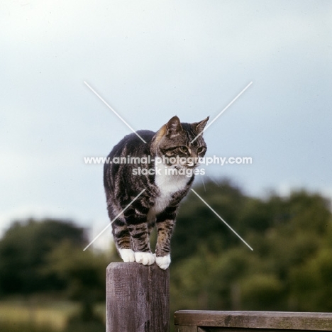 pet manx cat on a gate post