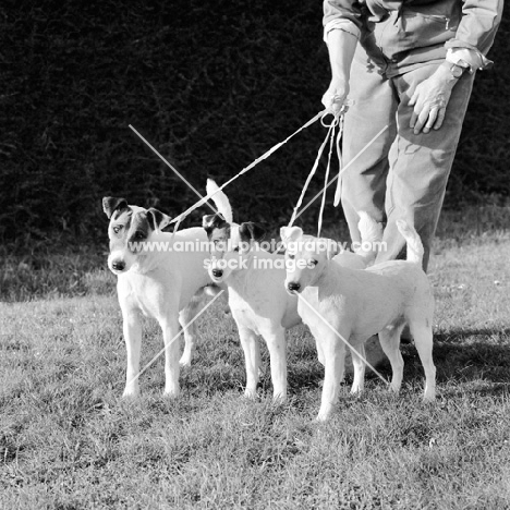 three smooth fox terriers held by owner on leads