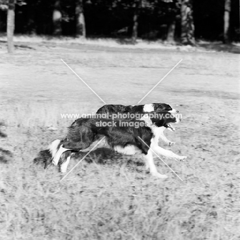 two border collies dashing