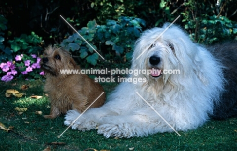 barkybybrook con una coda for tailormade (jezebel), tjeps red lord kenton of cracknor (norfolk terrier)norfolk terrier sitting and old english sheepdog lying on grass
