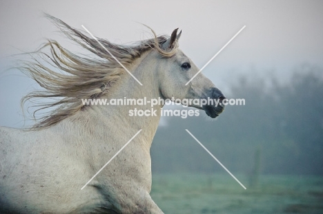 Andalusian profile, looking ahead