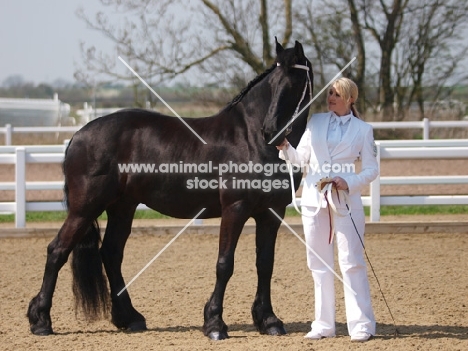 Friesian with handler