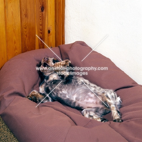 english cocker spaniel lying, tummy up, on a beanbag with a chew