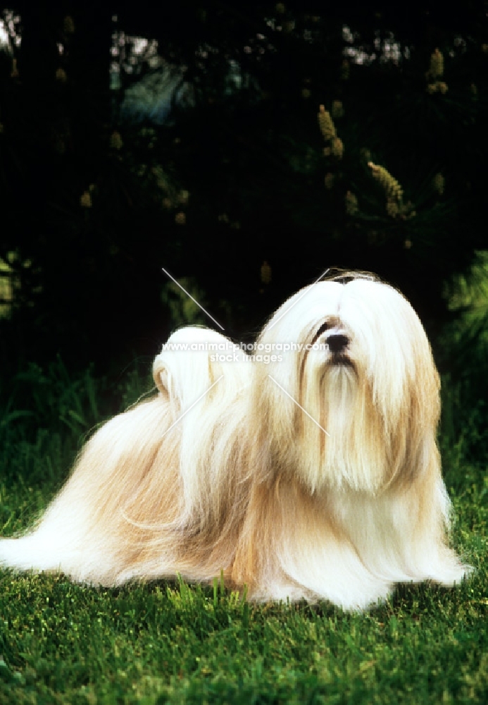 am ch sulan's master blend,  lhasa apso in usa