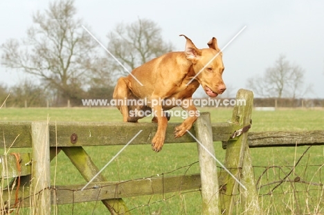 Hungarian Vizsla jumping fence