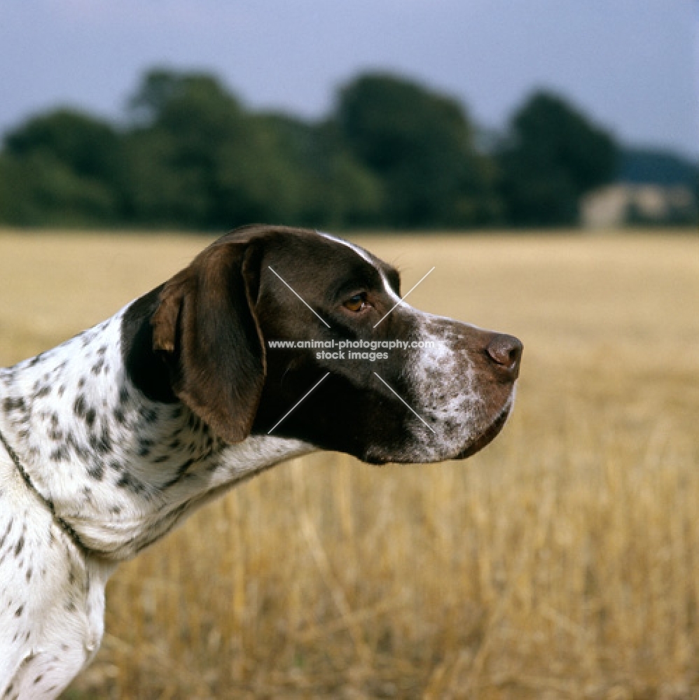 ch waghorn statesman, portrait of a pointer in a cornfields