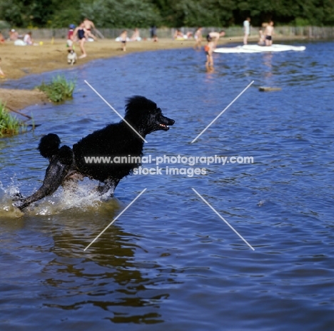 ch montravia tommy gun,  standard poodle leaping into water