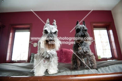 Salt and pepper and black Miniature Schnauzers on bed.