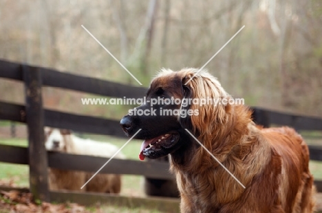 Leonberger near fence