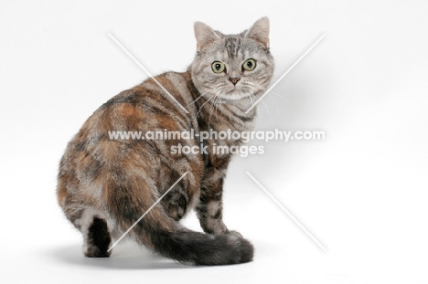 American Shorthair cat, Silver Classic Torbie colour, turning