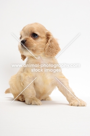 American Cocker Spaniel puppy sitting down