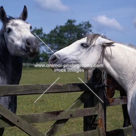 two Connemara ponies arguing head and shoulder 