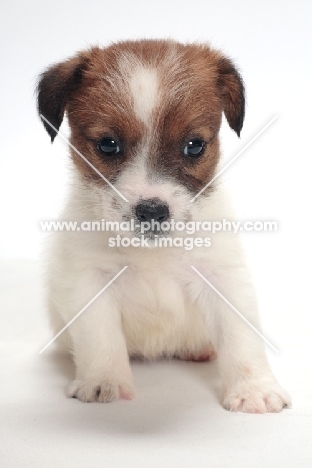 rough coated Jack Russell puppy, on white background