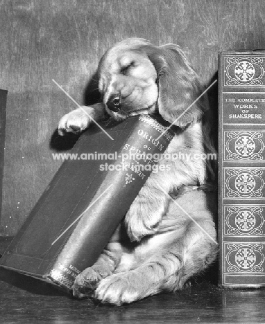 Cocker Spaniel puppy sleeping on book