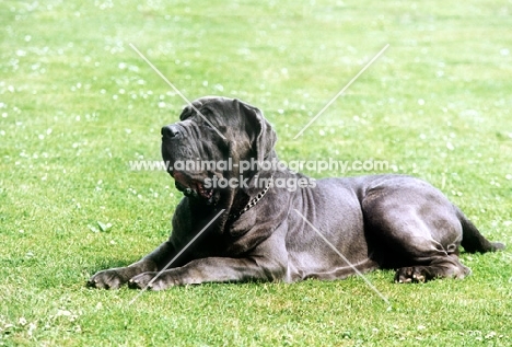 neapolitan mastiff lying on grass