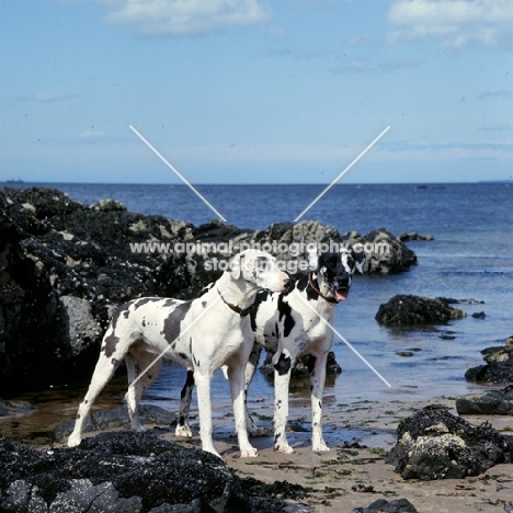 two harlequin great danes on a sea shore, ch summary of leesthorphill, 