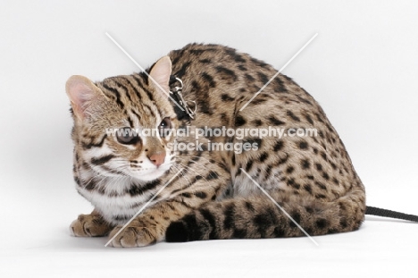 Brown Spotted Tabby Asian Leopard Cat, 8 months old