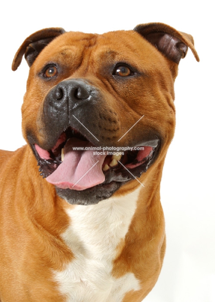 Australian Champion red American Staffordshire Terrier, looking away