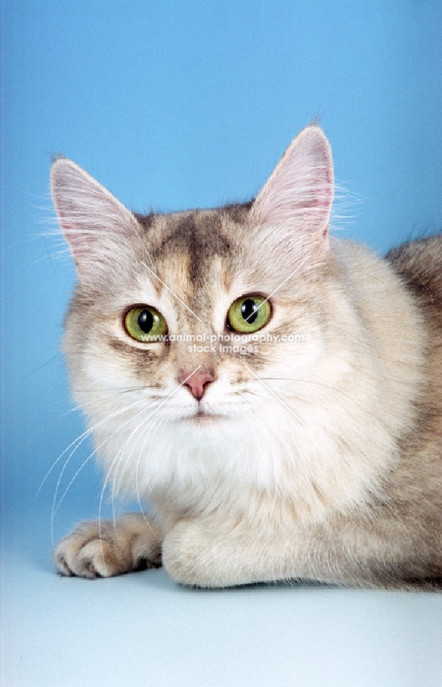 blue tortie silver Somali