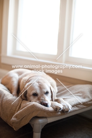 Senior Yellow Lab lying down inside, on dog bed.