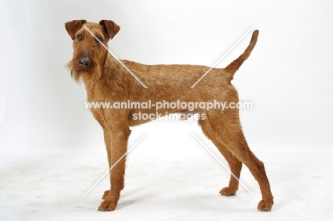 Irish Terrier on white background