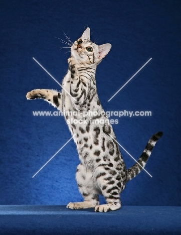 Bengal on hind legs