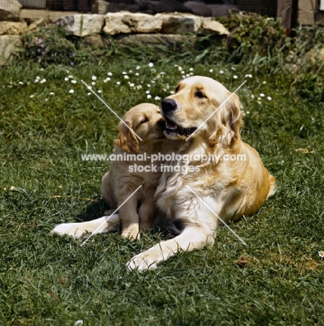 golden retriever with puppy laying on grass