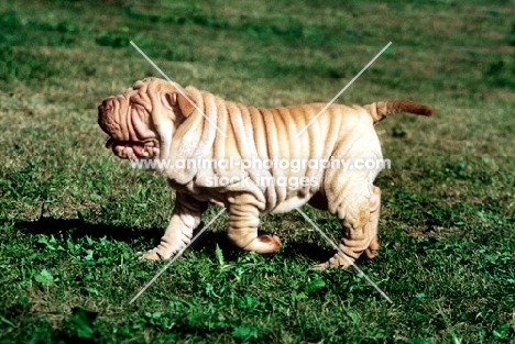 shar pei puppy walking, smiling