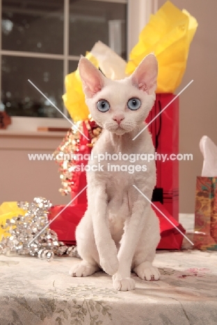 front view of white Devon Rex on table with presents