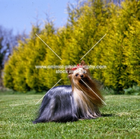 yorkshire terrier standing 