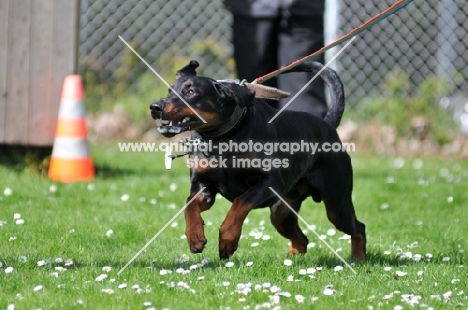 Dobermann pulling on lead