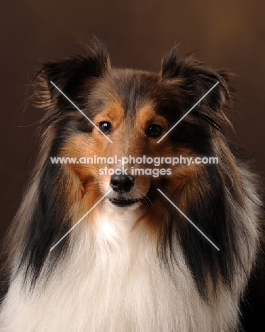 Shetland Sheepdog (sheltie), portrait on brown background